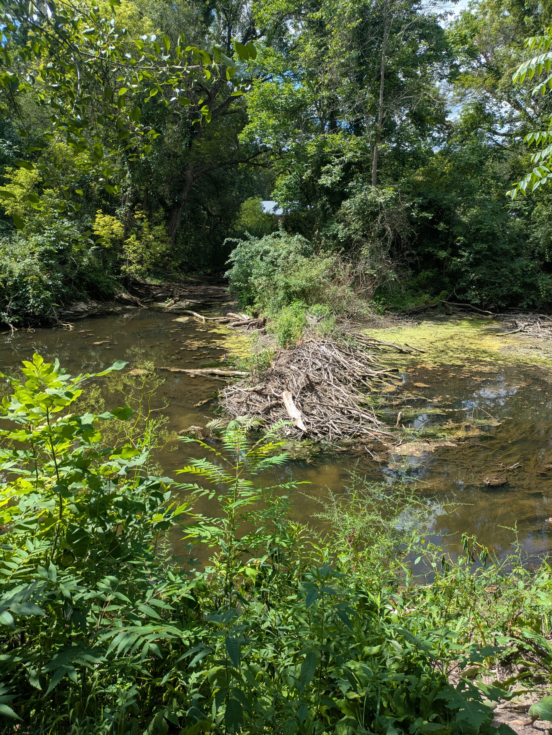 Beaver dam destroyed