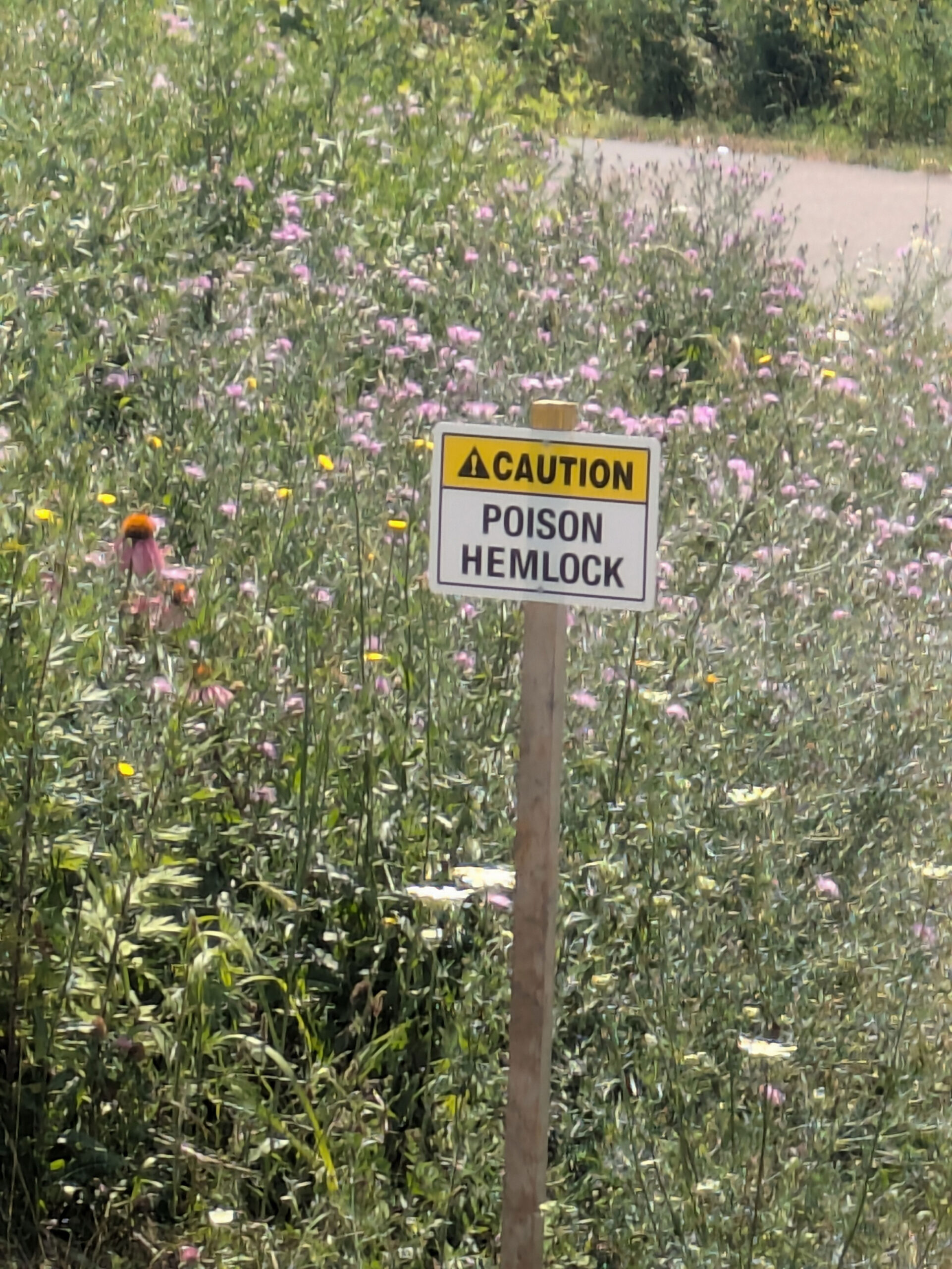 Don't drink the Hemlock