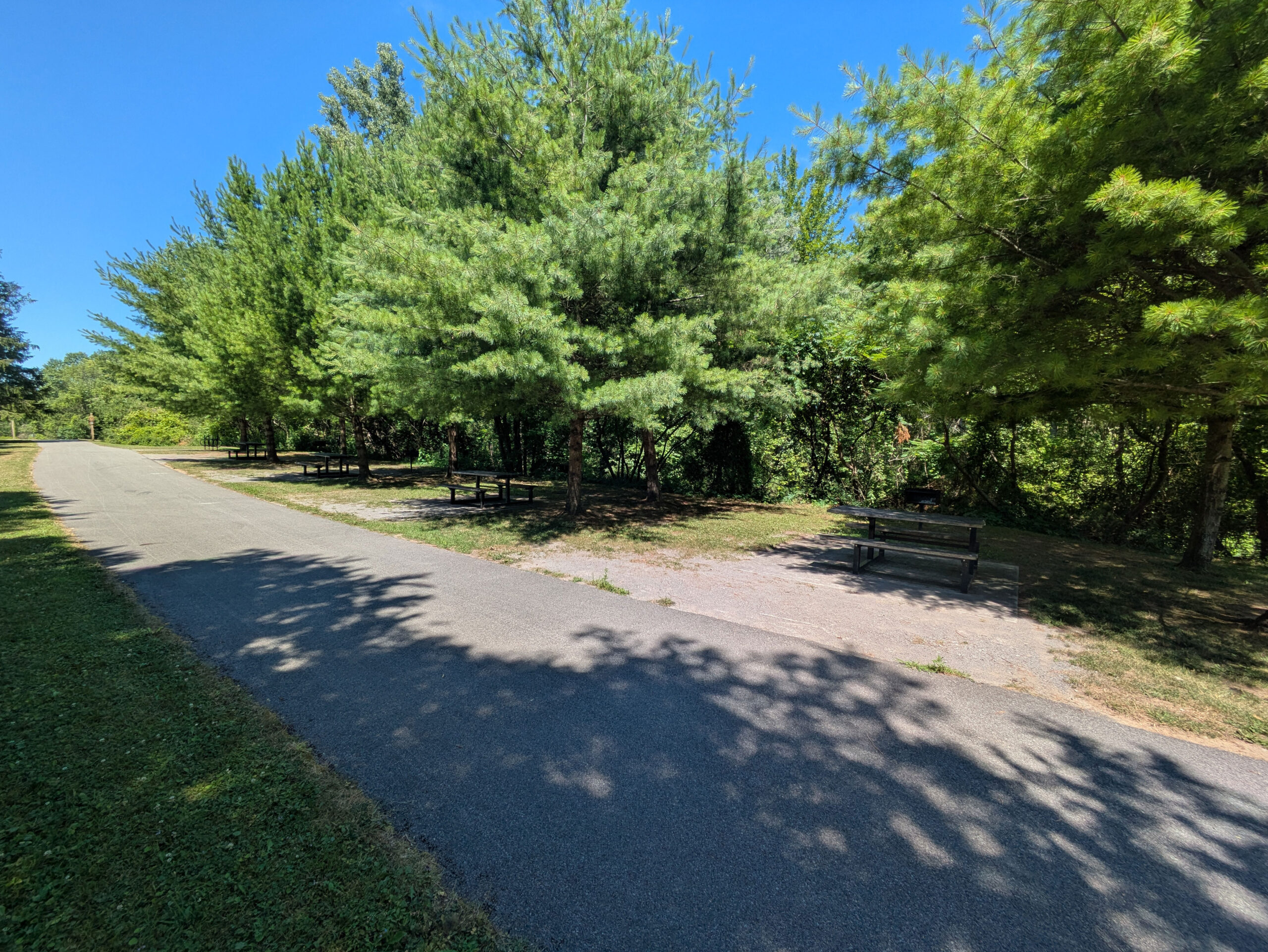 Camping spots under tree